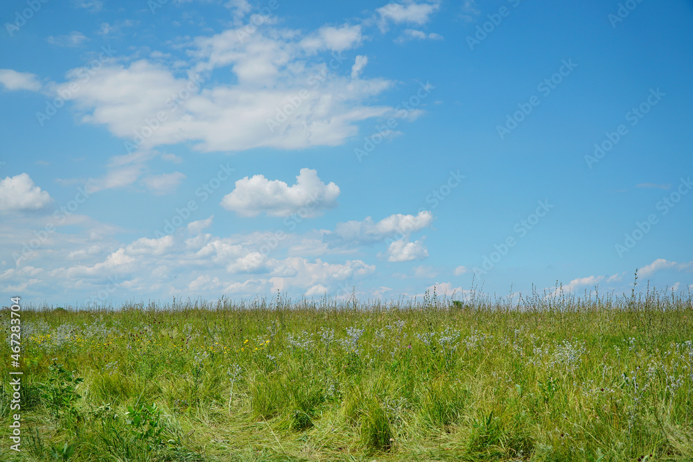 Summer meadow with juicy herbs for mowing on a clear sunny day against a blue sky with clouds