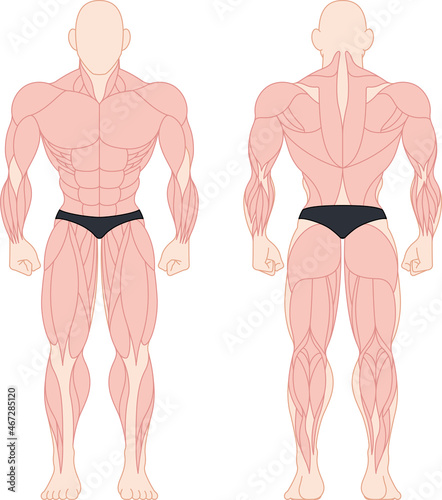 人体の筋肉の部位　種類