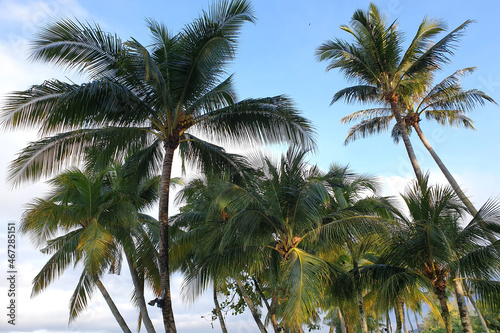 Wallpaper Mural Palm trees against sunny blue sky, tropical holiday concept background Torontodigital.ca