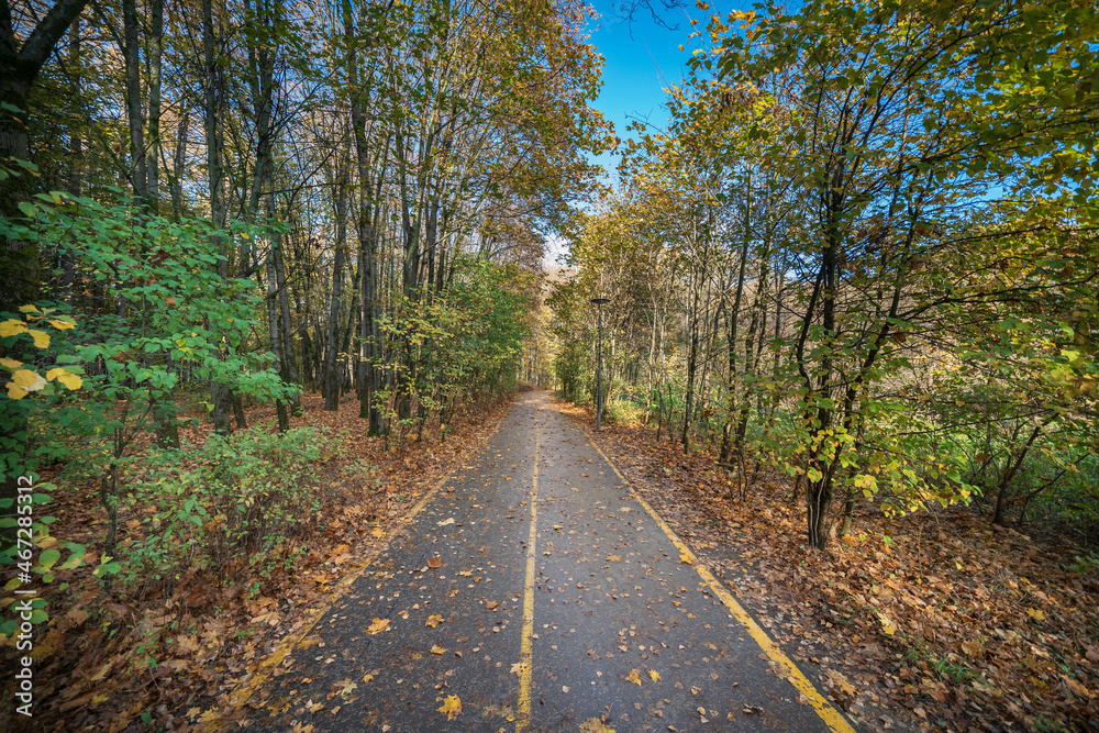road in autumn forest road in autumn forest