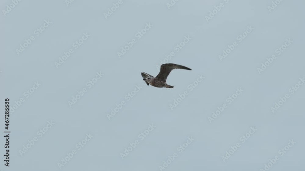 Tern flying over sea in slowmotion Tern flying over sea in slowmotion