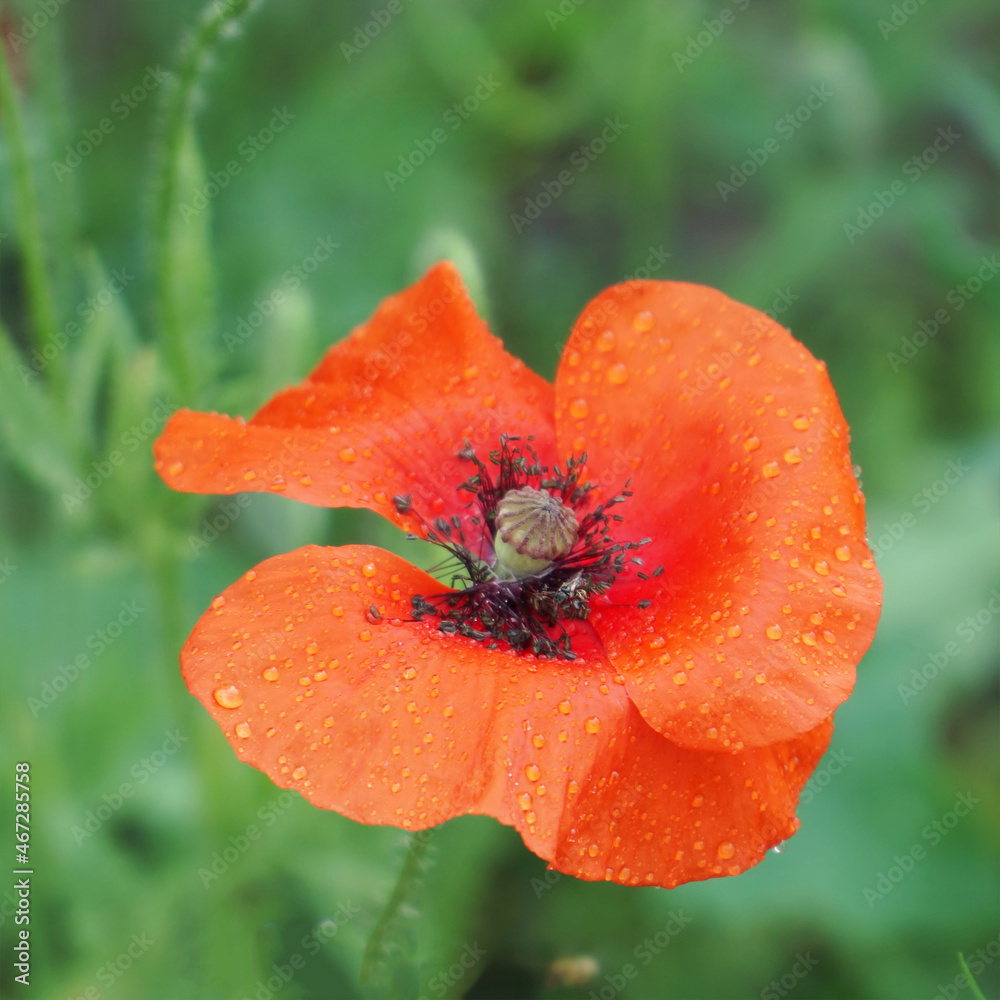 Red poppy flower on the garden bed Red poppy flower on the garden bed