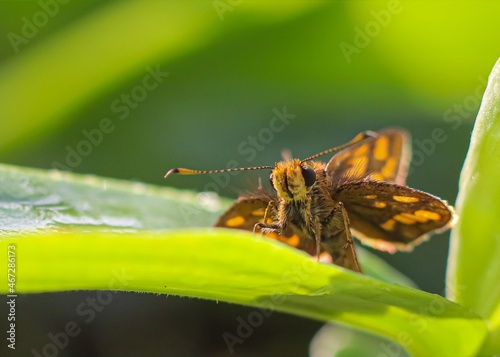 butterfly on leaf © Syukra