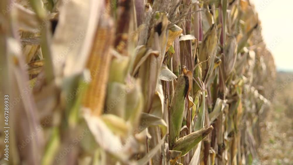 ripe corn cob growing in the field close up. Organic maize corns in agriculture farm. Economic and export agricultural product. Important to the animal feed production industry ripe corn cob growing in the field close up. Organic maize corns in agriculture farm. Economic and export agricultural product. Important to the animal feed production industry