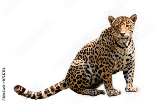 Photo jaguar anima,  jaguar  isolated on white backgrond.