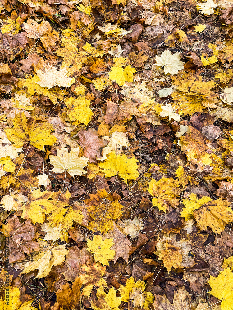 Fallen yellow leaves in the park in autumn. Nature background Fallen yellow leaves in the park in autumn. Nature background