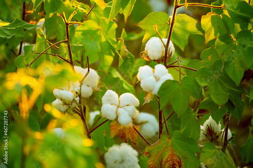 The cotton plant is grown in the field for industrial purposes. Close-up cotton flower in the light of the setting sun. Background with copy space and place for text. photo