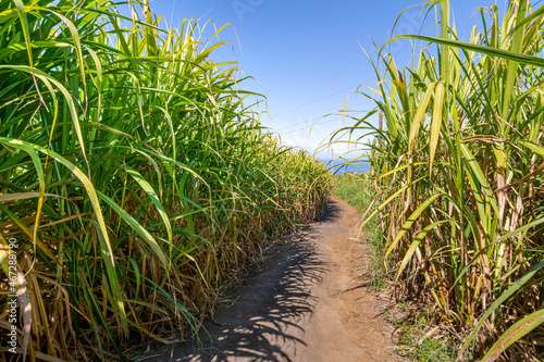 Chemin de cannes à sucre en temps ensoleillé à L'Ile de La Réunion photo