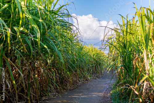 Chemin de cannes à sucre en temps ensoleillé à L'Ile de La Réunion