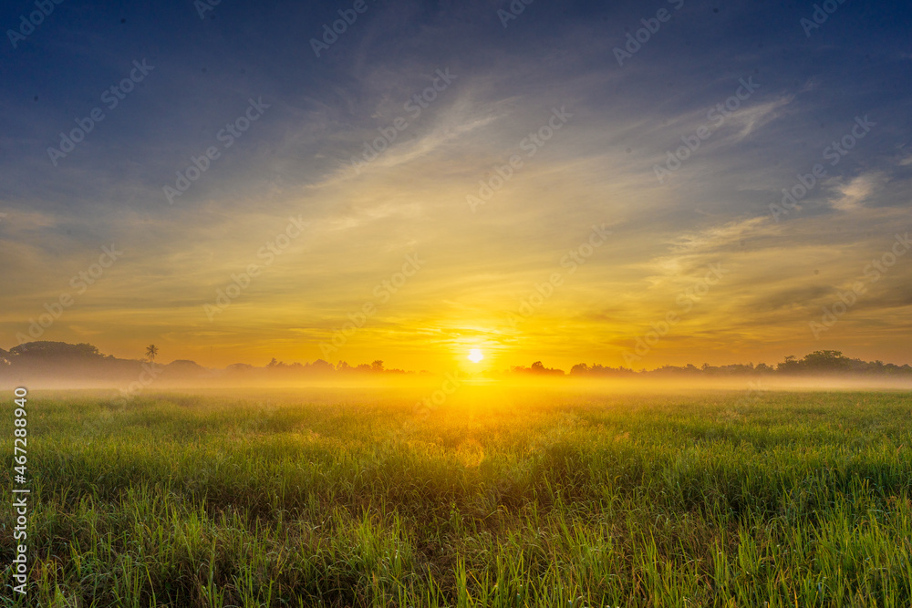 a gorgeous dawn on a rice field in the morning The light and the heavy fog rejuvenated the flowering rice plants.