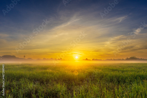 a gorgeous dawn on a rice field in the morning The light and the heavy fog rejuvenated the flowering rice plants.