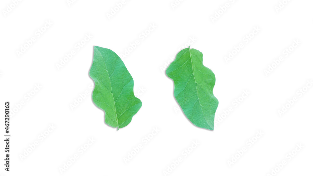 Green leaves isolated on white background for illustration or other design (With Clipping Path). (3) Green leaves isolated on white background for illustration or other design (With Clipping Path). (3)