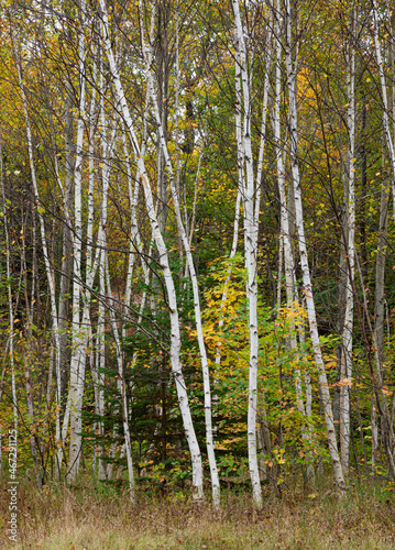 661-43 Birch  Maple   Conifer