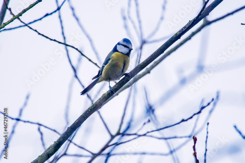 Eurasian Blue Tit photographed in Germany, in European Union, Europe. Picture made in 2016.