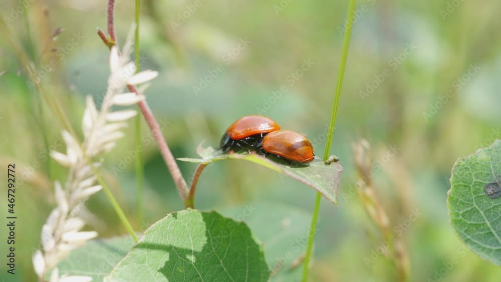 Pair Of Coccinellidae Perched On leaf On Stem With Bokeh Background On Sunny Day Pair Of Coccinellidae Perched On leaf On Stem With Bokeh Background On Sunny Day