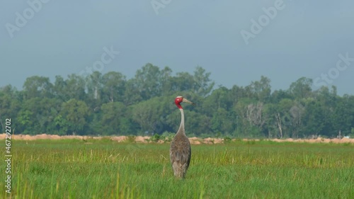 Standing in the middle of a grassland then turns its head to the right during a hot afternoon; Sarus Crane, Antigone antigone, Buriram, Thailand. photo