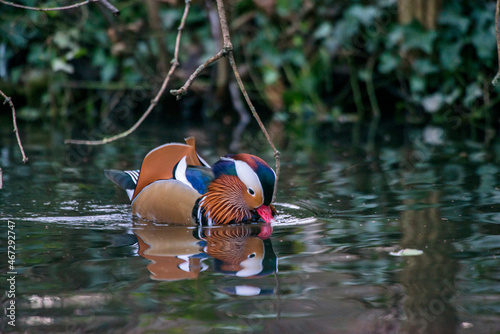 Mandarin Duck photographed in Germany, in European Union - Europe. Picture made in 2016.
