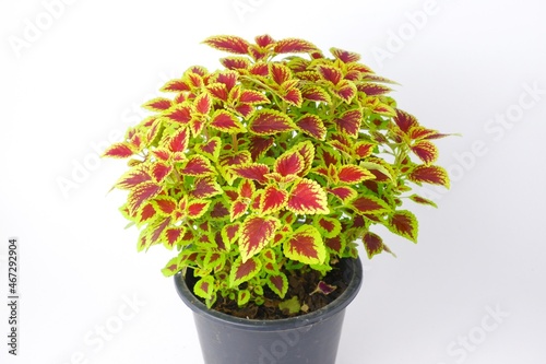 colorful leaves pattern Plectranthus scutellarioides, coleus or Miyana or Miana leaves or Coleus Scutellaricides, is a species of flowering plant in the family of Lamiaceae, isolated on white backgrou photo