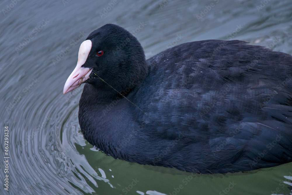 Common Coot photographed in Germany, in European Union, Europe. Picture made in 2016. Common Coot photographed in Germany, in European Union, Europe. Picture made in 2016.