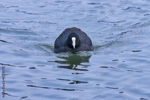 Common Coot photographed in Germany, in European Union, Europe. Picture made in 2016.