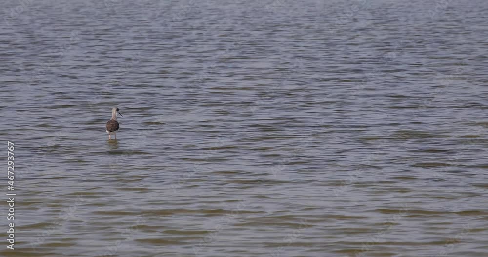4K Single Sandpiper Bird Looking for Food in a Shallow Lake. 4K Single Sandpiper Bird Looking for Food in a Shallow Lake.