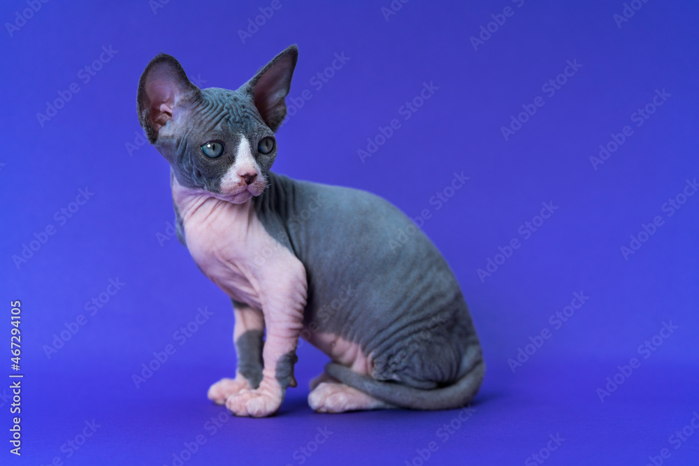 Portrait of Canadian Cat of color blue and white sitting on blue background and looking back warily. Cute purebred female kitten is seven weeks old. Side view, full length. Studio shot.