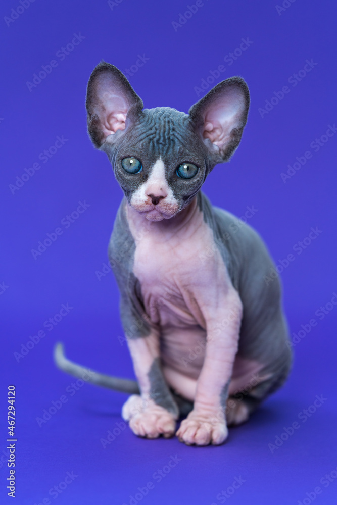 Portrait of pretty purebred female kitten of color blue and white sitting and looking at camera on blue background. Sphynx Hairless Cat at age of seven weeks. Front view, full length. Studio shot.