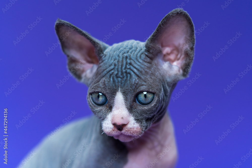 Beautiful kitten of Canadian Sphinx breed of blue and white color with big shiny eyes. Portrait on blue background. Kitten is 7 weeks old, looking away. Front view, close-up, headshot. Studio shot.