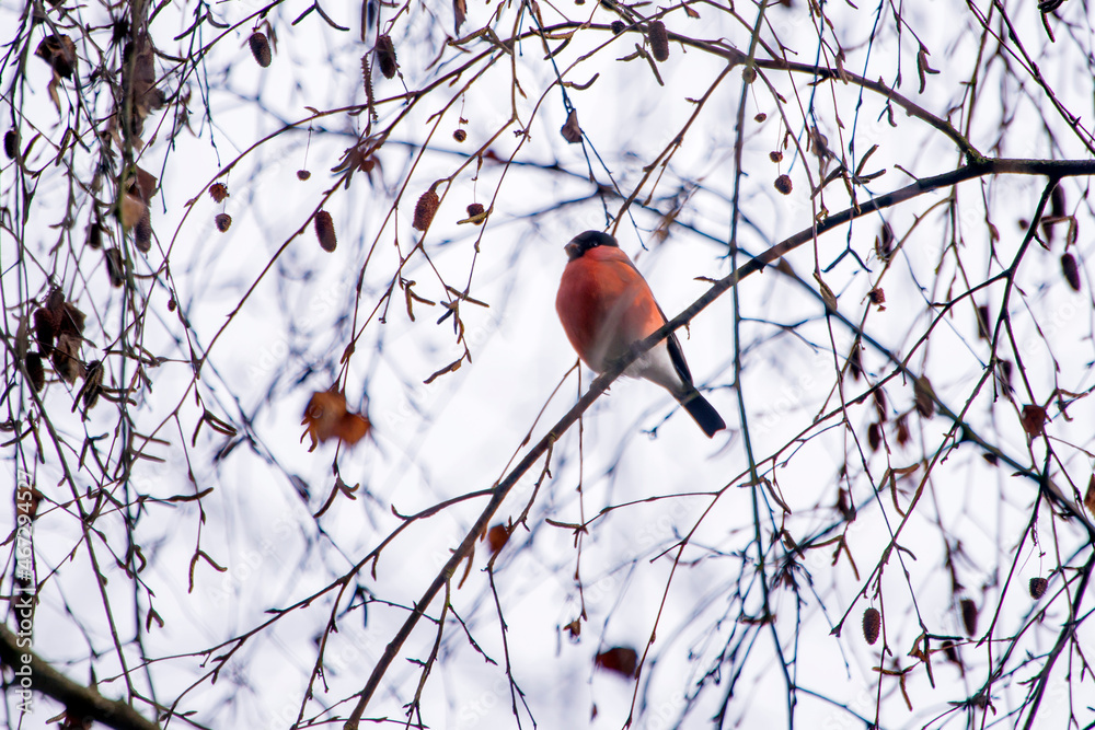 Eurasian bullfinch photographed in Germany, in European Union, Europe. Picture made in 2016. Eurasian bullfinch photographed in Germany, in European Union, Europe. Picture made in 2016.