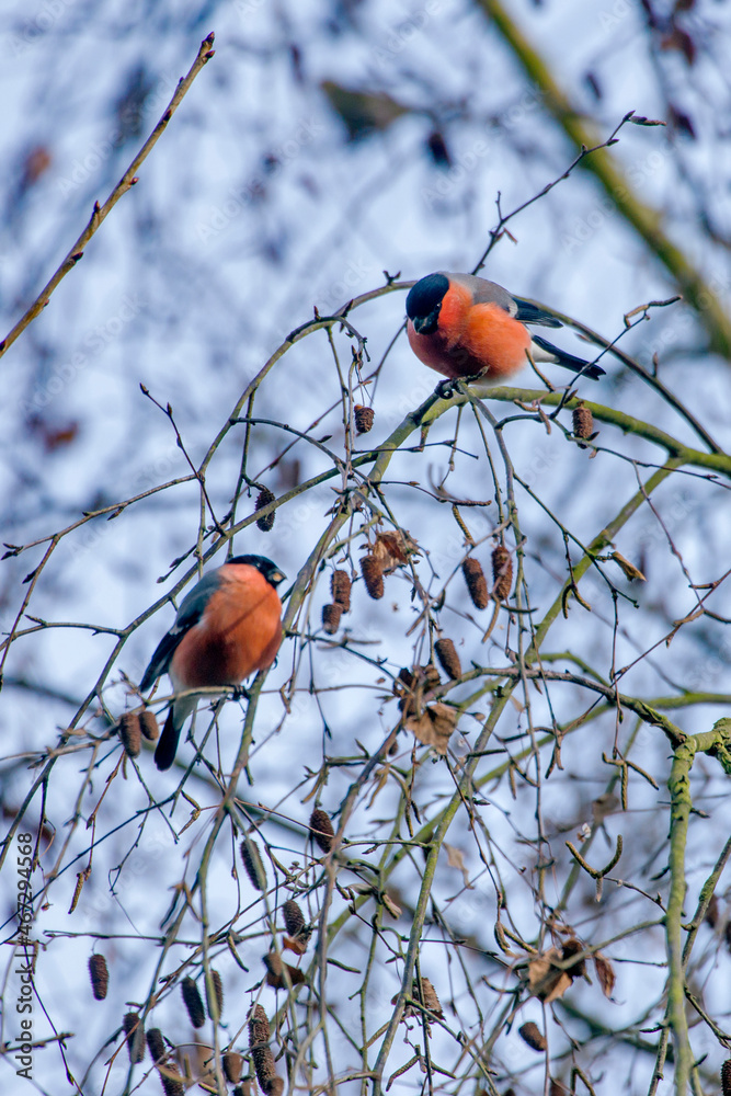 Eurasian bullfinch photographed in Germany, in European Union, Europe. Picture made in 2016. Eurasian bullfinch photographed in Germany, in European Union, Europe. Picture made in 2016.