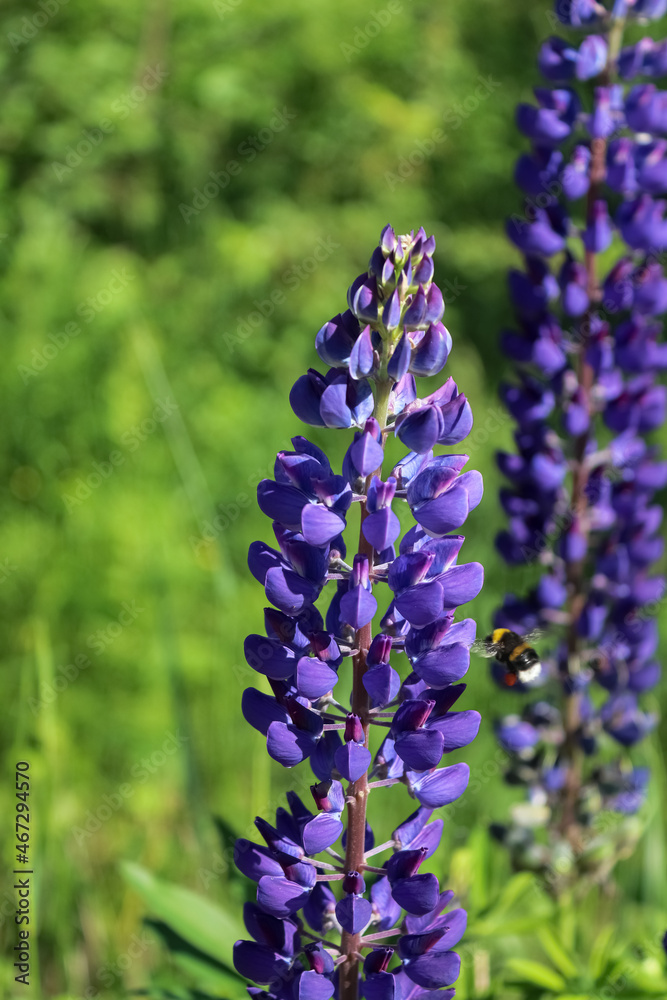 Bumblebee on purple lupine flower Bumblebee on purple lupine flower