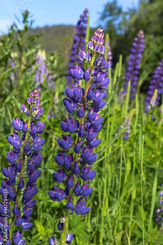 Purple lupine flowers on a meadow