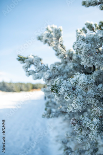 Close-up of a Christmas tree with light snow flakes. Christmas and New Year festive background. winter