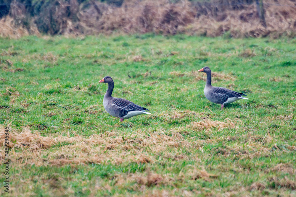 Greylag Goose photographed in Germany, in European Union, Europe. Picture made in 2016.