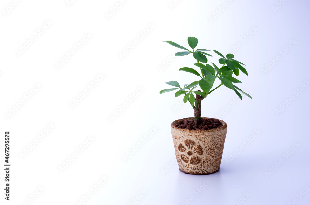 Obraz premium 観葉植物と白背景