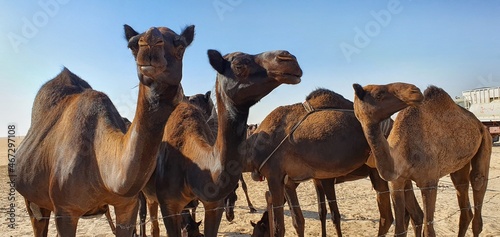 Fototapeta Naklejka Na Ścianę i Meble -  camels in the desert