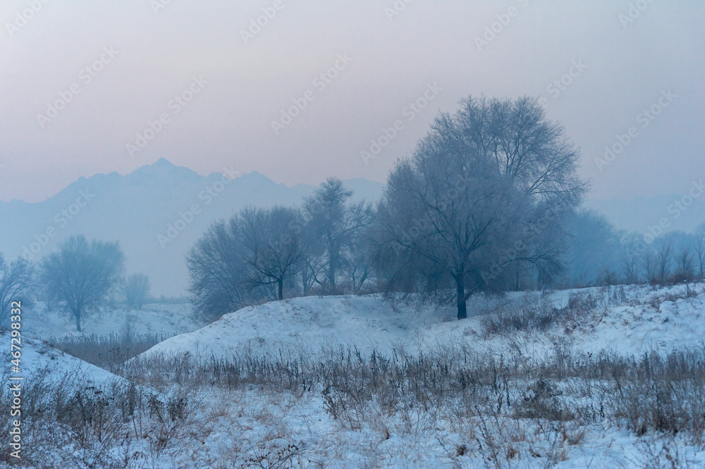 Fototapeta premium trees in the snow