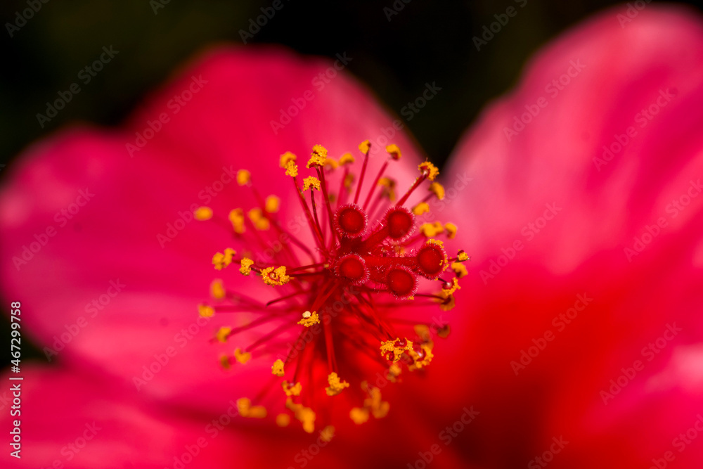 Macro view of Pink Chinese hibiscus in bloom Macro view of Pink Chinese hibiscus in bloom