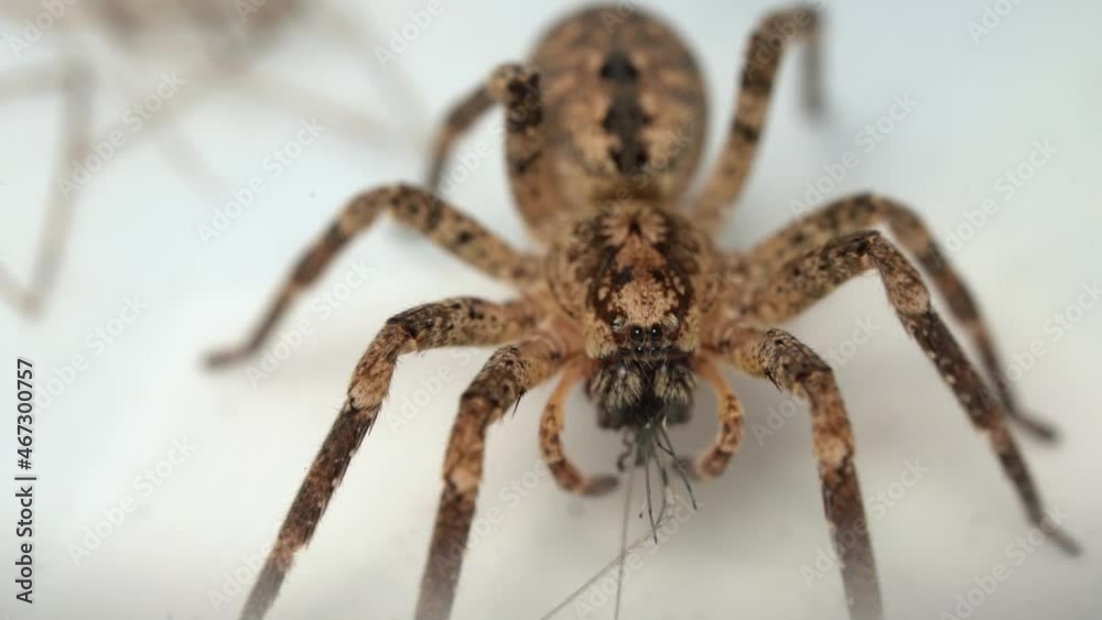 Macro Of Spiny False Wolf Spider Eating a Prey. close up Zoropsidae - Mediterranean species Macro Of Spiny False Wolf Spider Eating a Prey. close up Zoropsidae - Mediterranean species