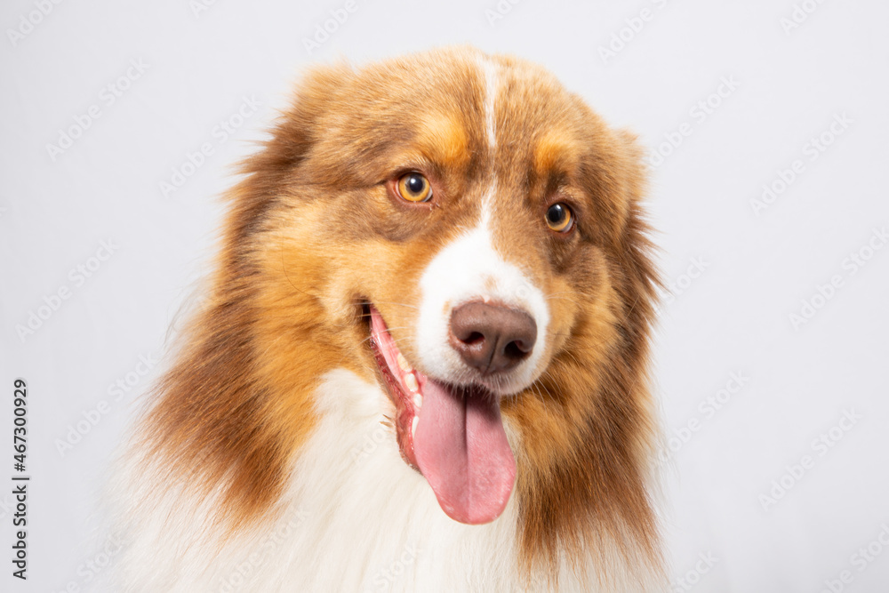 Australian Shepherd Dog in Studio on white Grey Background Australian Shepherd Dog in Studio on white Grey Background
