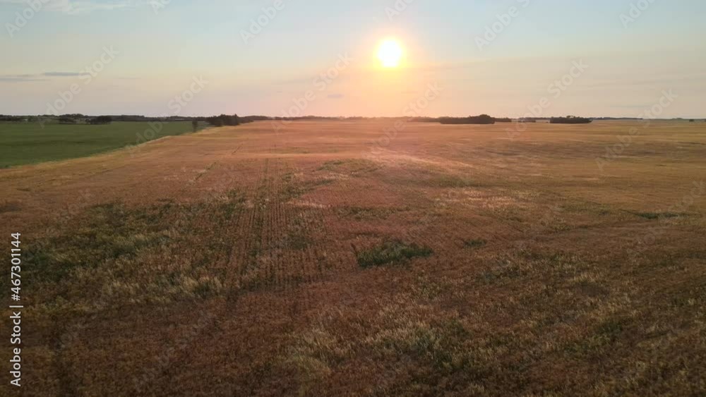 Slow aerial pull back movement in 4k above golden brown wheat fields in Alberta's countryside during an incredible sunset. Drone movement revealing several big silver grain bins standing on a farm. Slow aerial pull back movement in 4k above golden brown wheat fields in Alberta's countryside during an incredible sunset. Drone movement revealing several big silver grain bins standing on a farm.