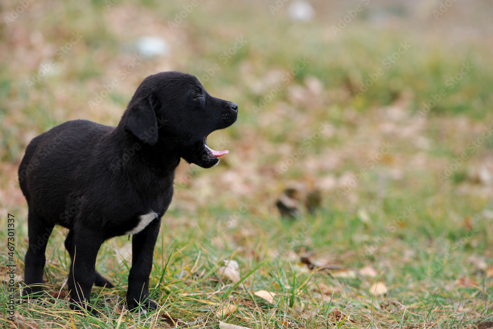 a series of photos with a homeless puppy. little dog. home animal. pet care. black homeless puppy. Cute puppy in black and white with sad look. veterinary, homeless animal problem, hungry puppy