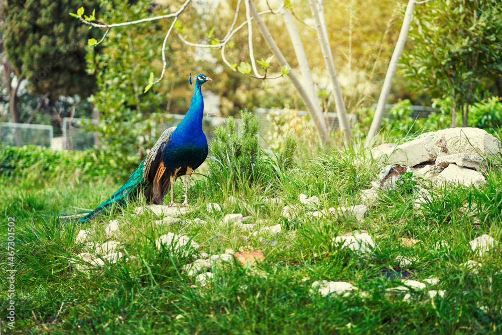 Obraz premium Beautiful male peacock on green grass.