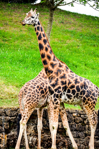 Two giraffes in the natural park of Cabarceno, Cantabria