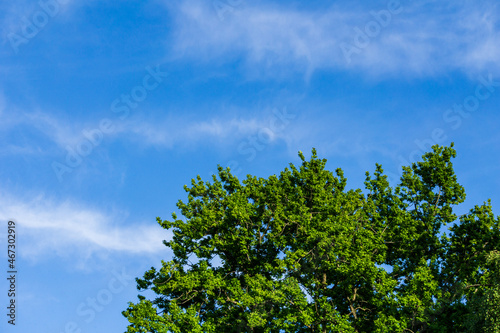 The top of big green tree against the blue sky with white clouds spring time