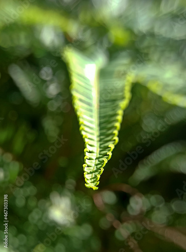 fern leaf surface in the forest
