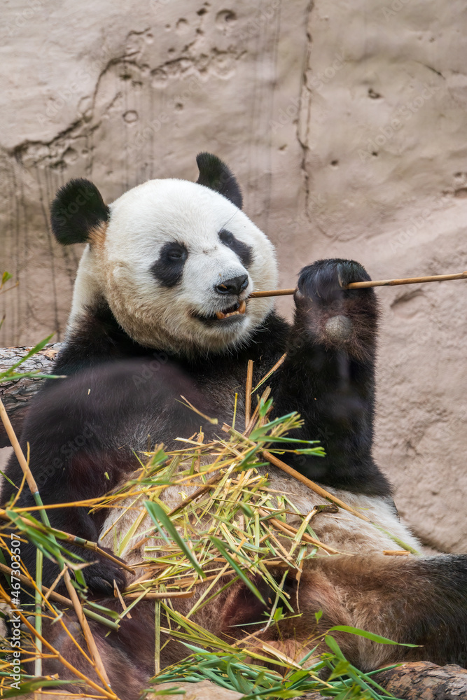 Obraz premium The Giant Panda Bear sits while eating a bamboo stalk