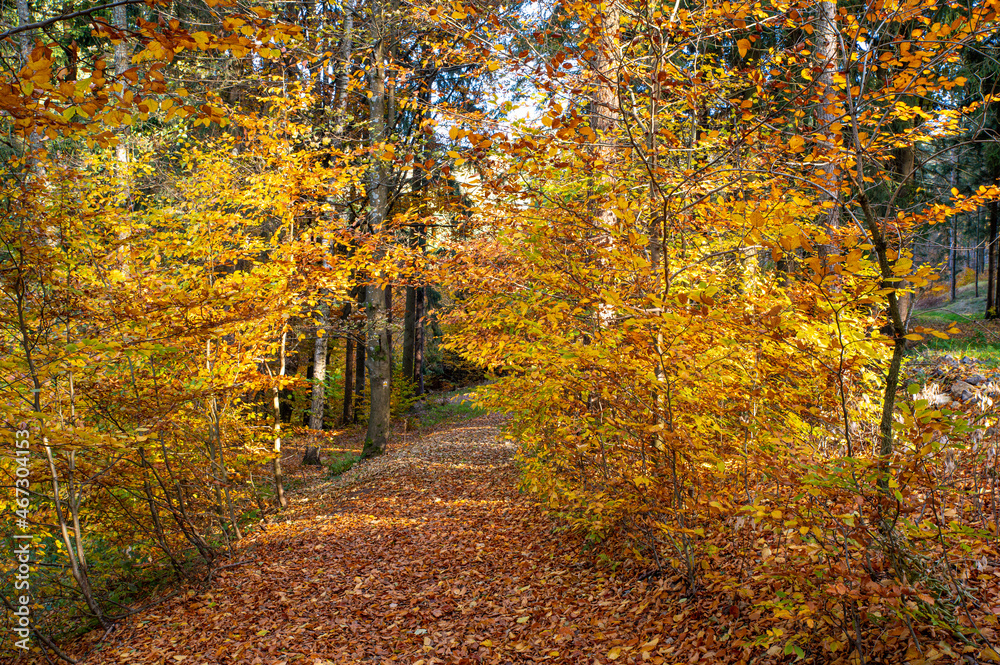 Obraz premium fall in the forest