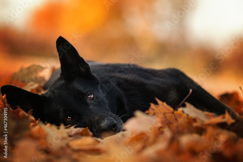 Schäferhunde in der Natur