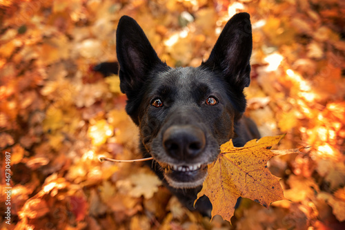 Schäferhunde in der Natur